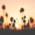 flowers in a field at sunset